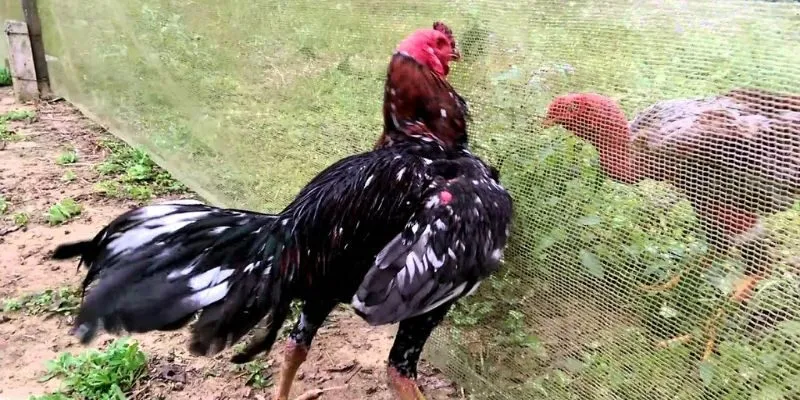 Các hình thức đá gà R88 được ưa chuộng hiện nay