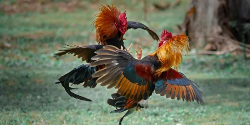 Tại sao nên lựa chọn trải nghiệm đá gà R88?