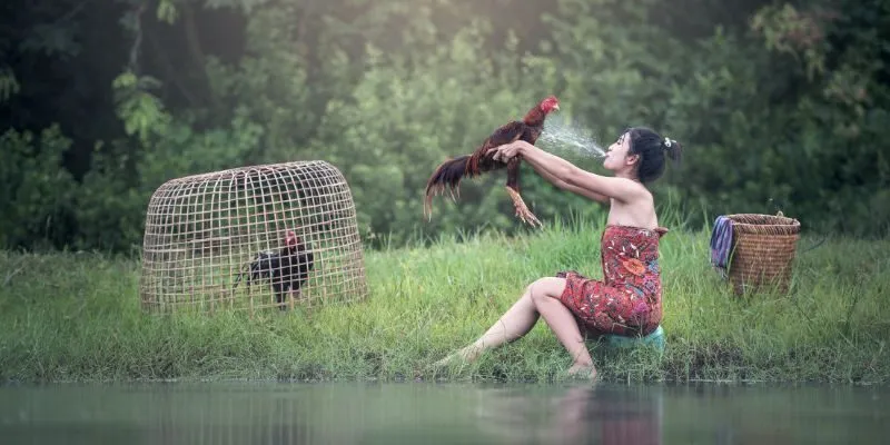 Giới thiệu đôi nét về chuyên mục đá gà R88